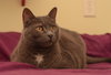 Diamond - lap cat!!