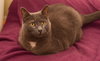 Diamond - lap cat!!