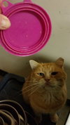 BRUISER ADOPTED!!!