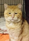 BRUISER ADOPTED!!!