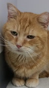 BRUISER ADOPTED!!!