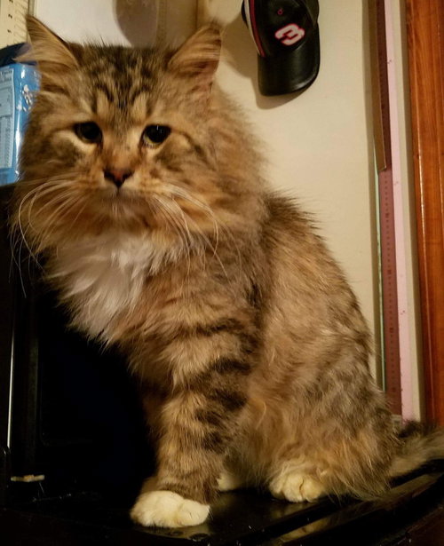 Gizmo