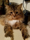 Gizmo