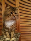Gizmo