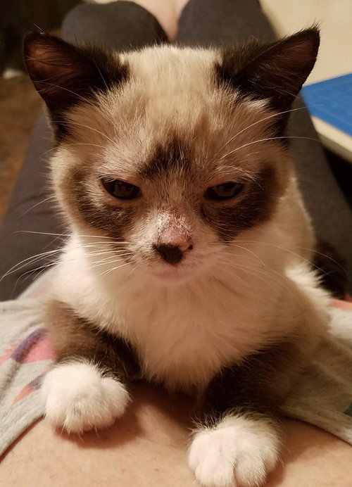 Meeko
