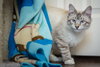 Snowball