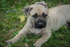 Rolo