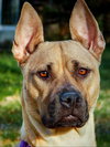 Rolo