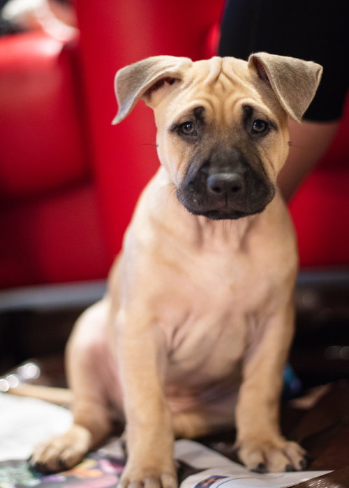 Rolo