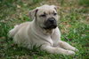 Hershey