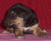 Astro