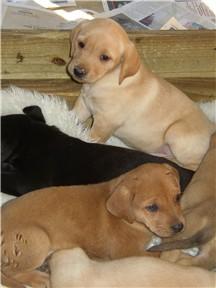 Pumpkin Patch Pups