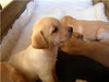 Pumpkin Patch Pups