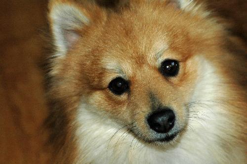 Sparky