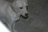 Lucy 