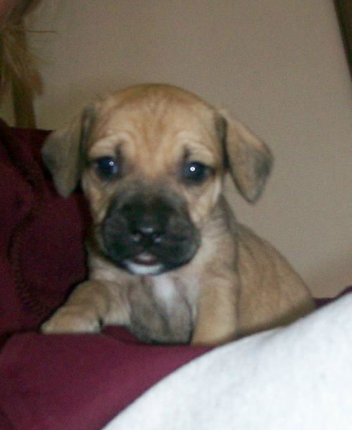 Sampson