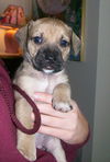 Sampson