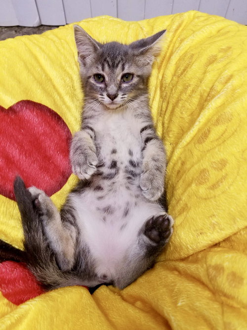 Baxter