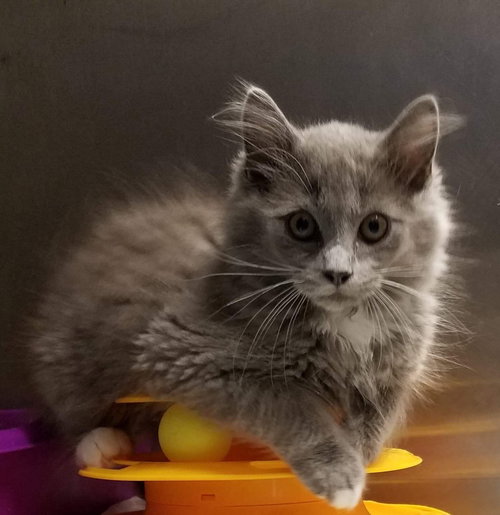 Loki