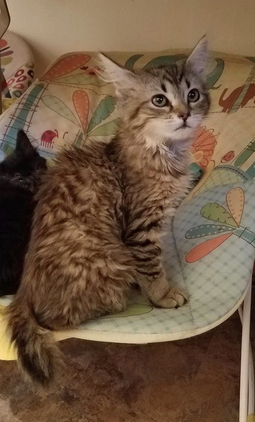Bobbie