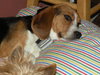 Molly