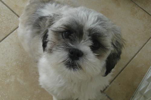 Otis