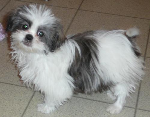 Franklin