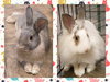 Minerva & Molly!