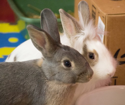 Minerva & Molly!