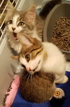Barrett and Bennett
