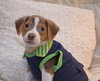 Benny