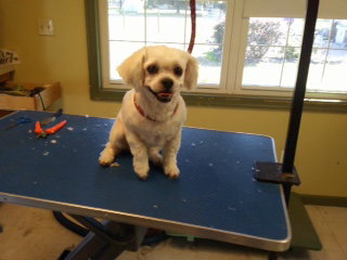 Havi - Adoption Pending