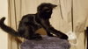 Livia