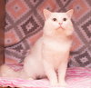 Lucas