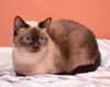 Jasmine