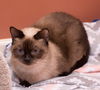 Jasmine