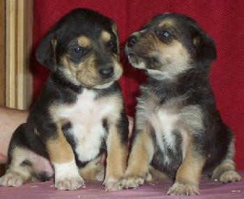 Amber (on right) (adoption pending)