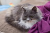 Gracie