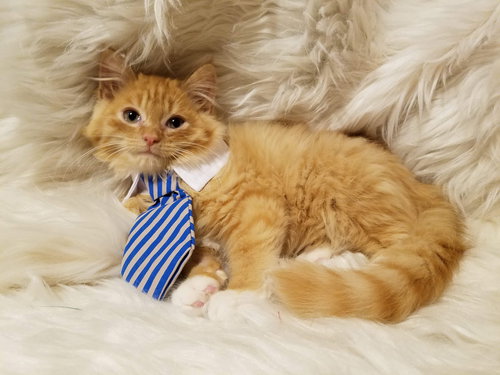 Butterscotch