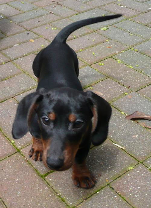 Hans
