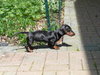 Hans