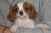 Francine