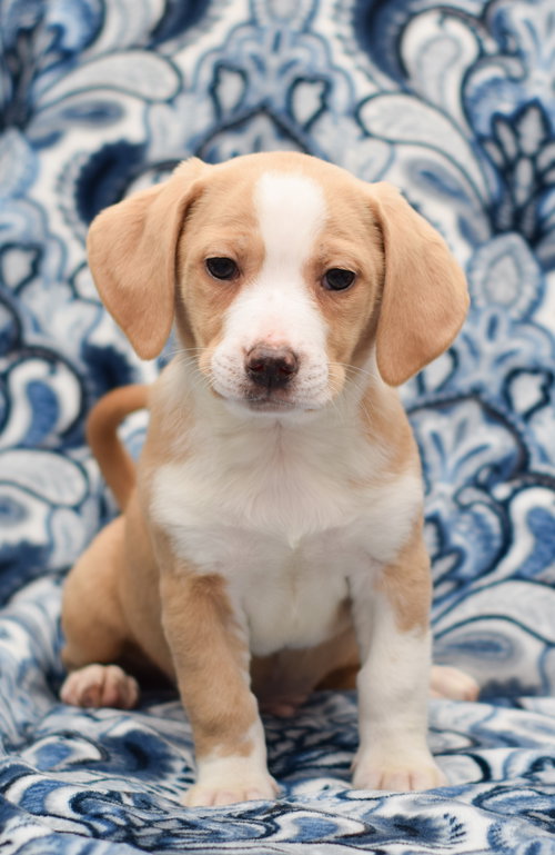 Mufasa
