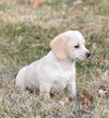 Nala
