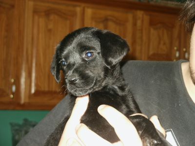 Gidget