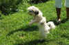 Suri