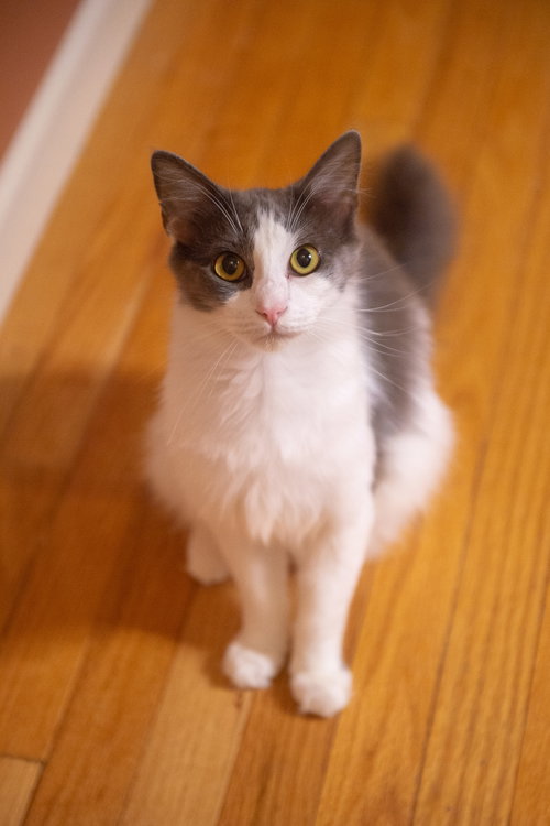 Fluffy Face