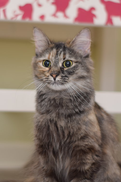 Stella