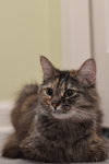 Stella