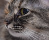 Stella